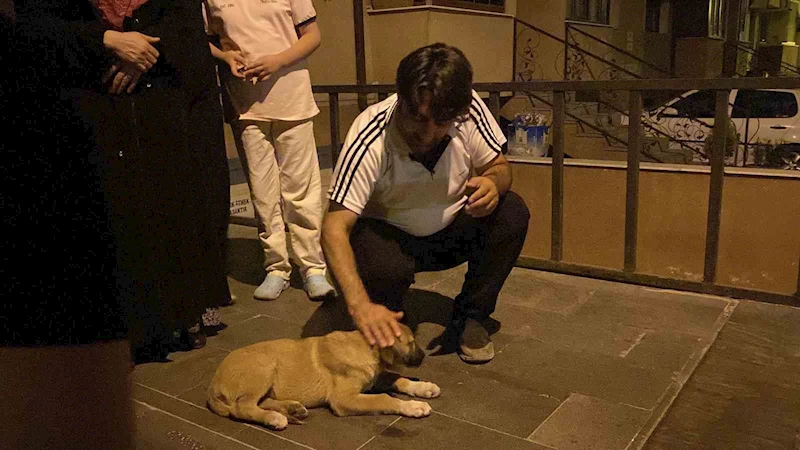 Otomobilin çarptığı yavru köpek için mahalleli seferber oldu
