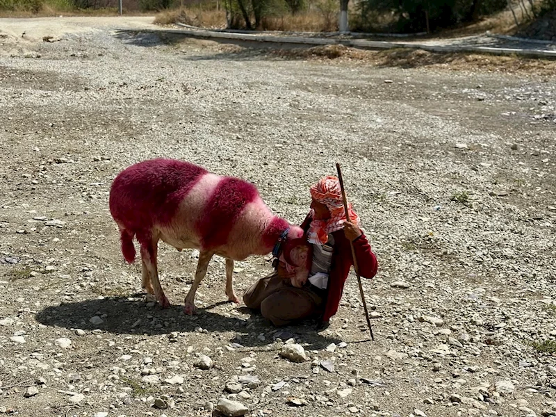 Kınalı koyunlar suya değil, kurumuş toprağa atladı
