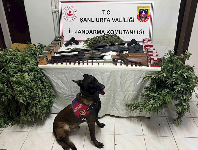 Şanlıurfa’da 1 kilo 508 gram kubar esrar ele geçirildi: 3 gözaltı

