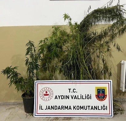 Efeler’de 22 kök kenevir ele geçirildi
