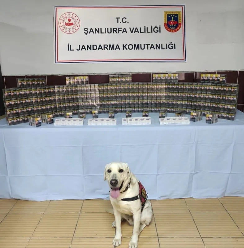 Jandarma bin 320 paket kaçak sigara ele geçirdi
