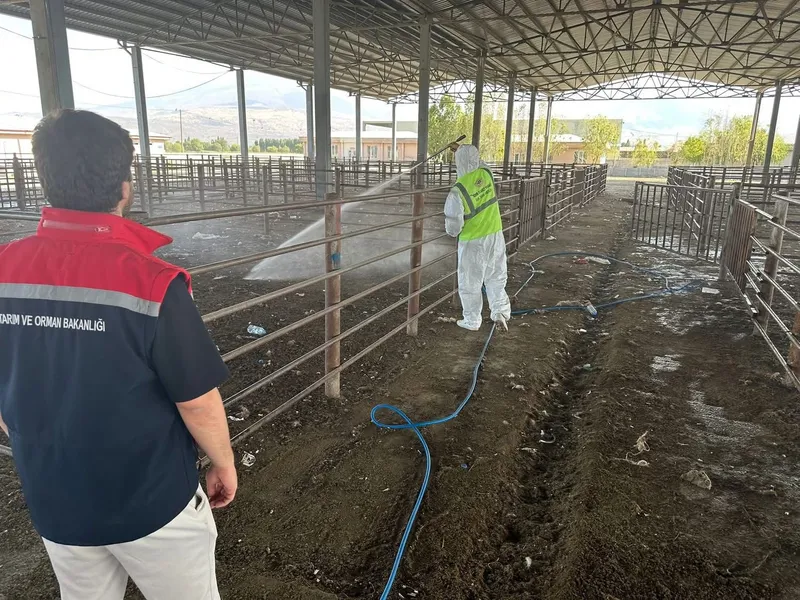 Iğdır’da açılan hayvan pazarı 2 hafta sonra tekrar kapatıldı
