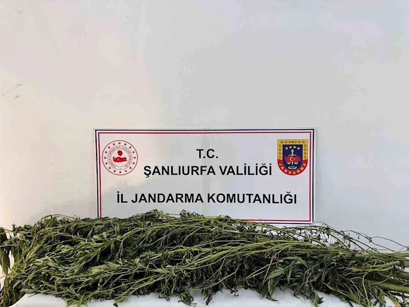 Şanlıurfa’da uyuşturucu operasyonu: 42 gözaltı
